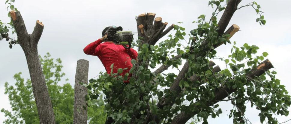 Alcaldía de San Salvador incrementa costo por tala de árboles