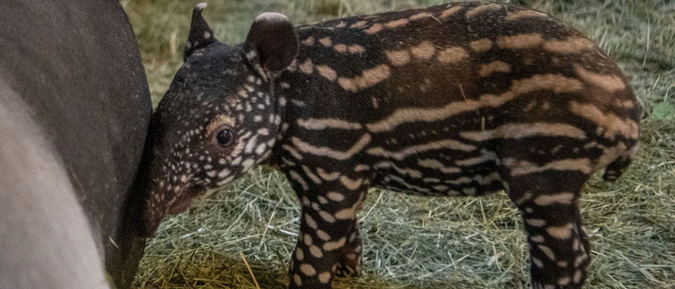 E.E.U.U. nace cría de tapir malayo en zoo de Washington