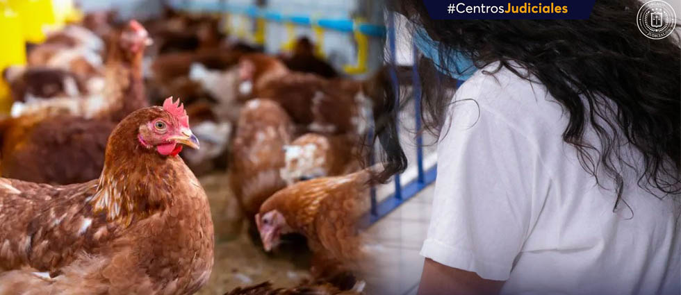 Cárcel para mujer que estafó a otra con la venta de 100 gallinas de postura que nunca entregó