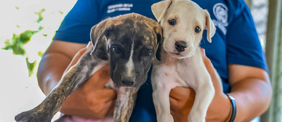Rescatan a perritos que fueron abandonados en La Bermeja