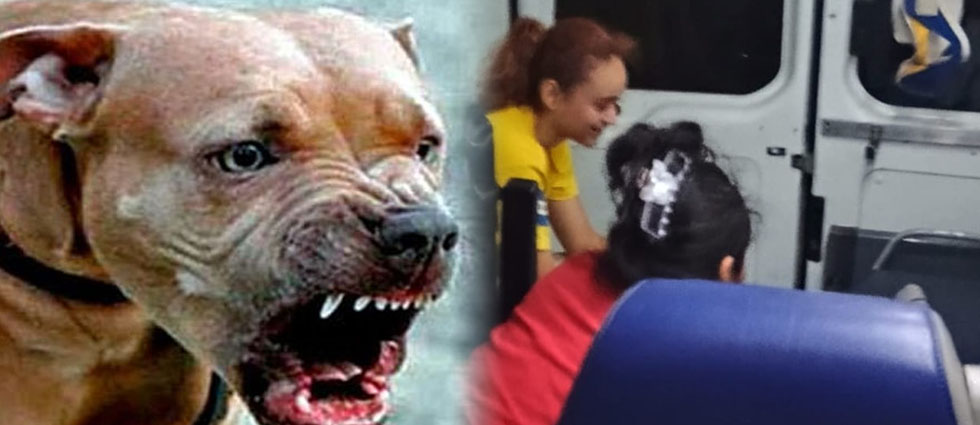 ¡Pitbull ataca a niña de 04 años en Zacatecoluca!