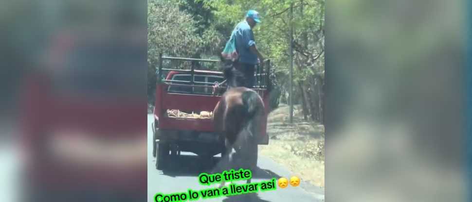 Denuncian a dueño de caballo por jalarlo con su pick up en la carretera