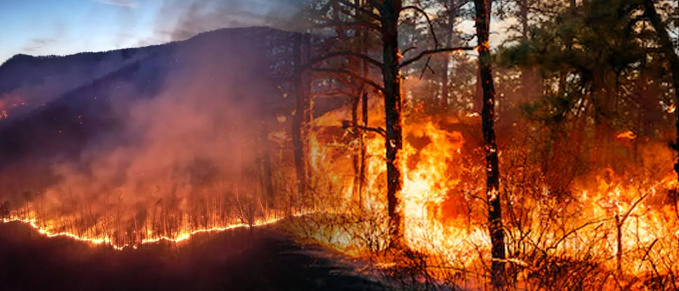 Declaran estado de emergencia en Carolina del Norte y del Sur por incendios forestales