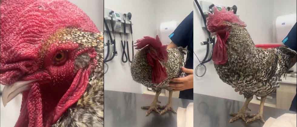 Salvadoreña lleva a pasar consulta a su gallo Claudio al Chivo Pets