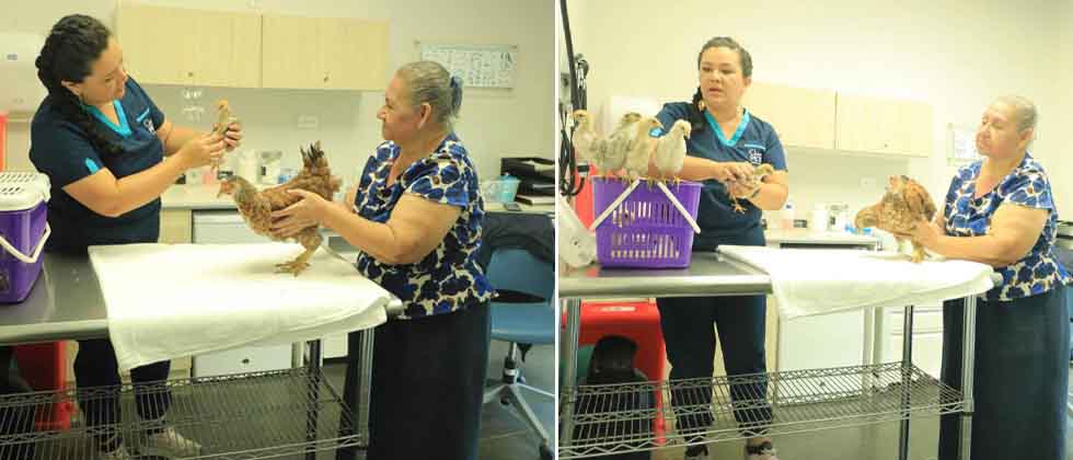 Salvadoreña lleva a consulta a la gallina y los seis pollos al Chivo Pets
