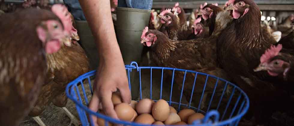 Hasta $600 por el alquiler de gallinas en EUA ante el alza del huevo
