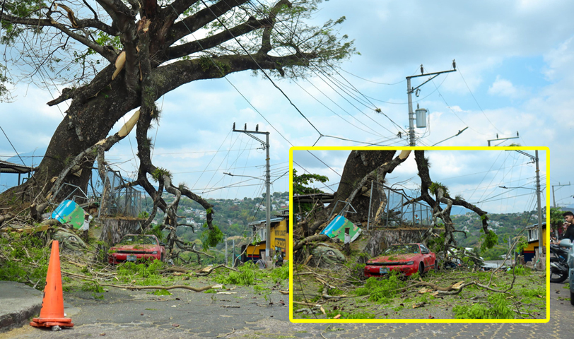 Ramas de una ceiba se desprenden y caen sobre un vehículo en Ciudad Delgado