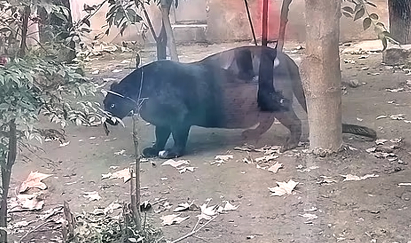 Condenan a zoológico por sobrealimentar a los animales
