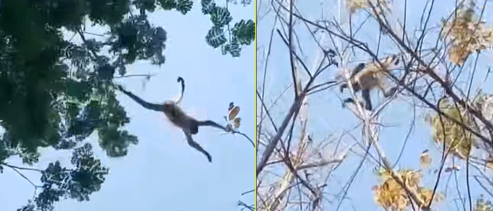 Video muestra el momento cuando personas atacan a mono araña en un bosque de Usulután