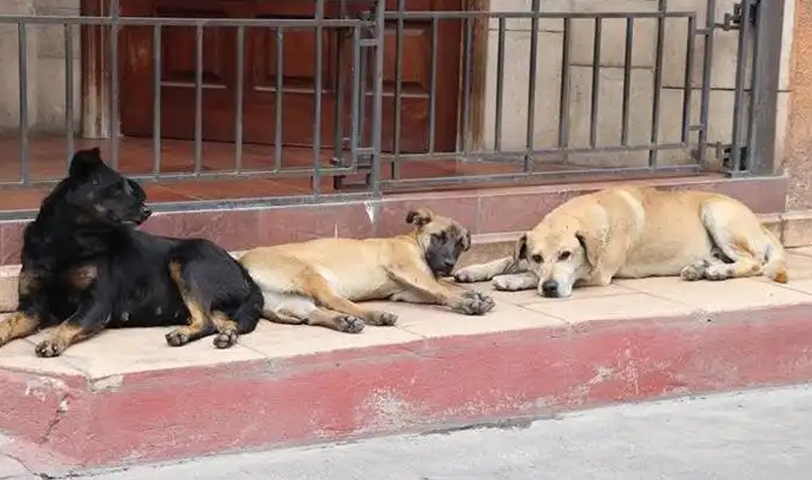 Condenan a sujeto que le tiró unas tortillas con veneno a unos perros en Santa Ana