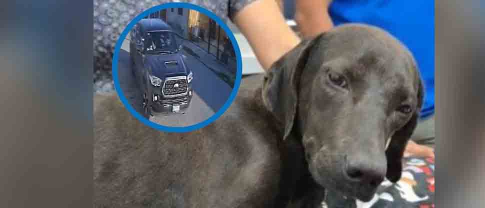 MÉXICO: conductor le pasa cuatro veces a perrita con la intención de quitarle la vida