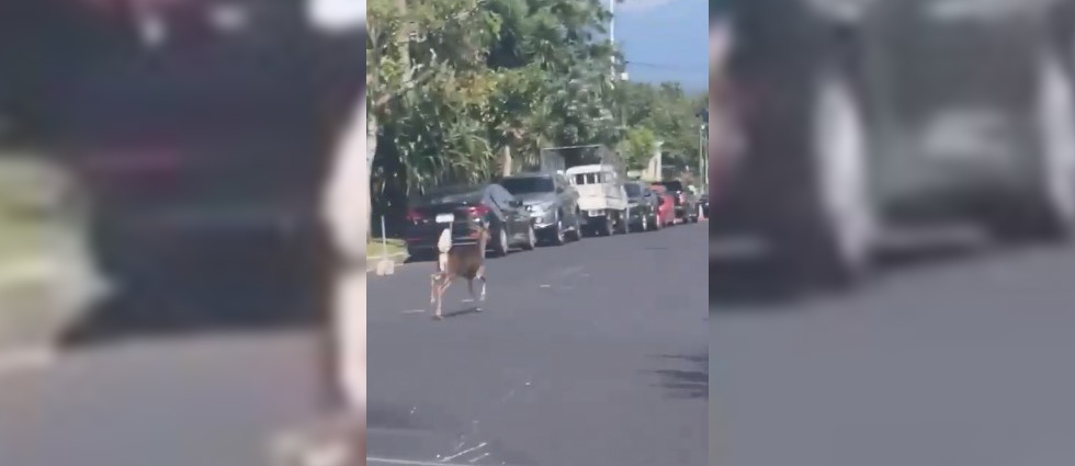 Captan a venado circulando en calle de la colonia Escalón