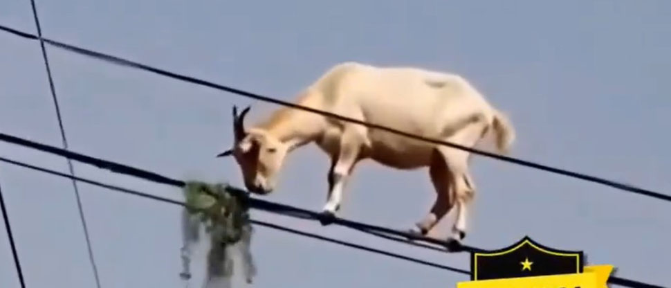 MÉXICO: captan a una cabra comiendo pasto en los cables del tendido eléctrico