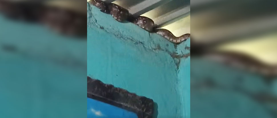 Familia vive momentos de pánico al encontrar tremenda culebra en su vivienda