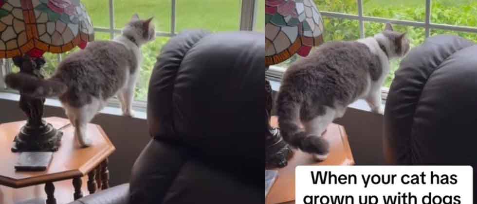 VIDEO: Gato se viraliza por “ladrar” a las personas y perros que pasan frente a la casa