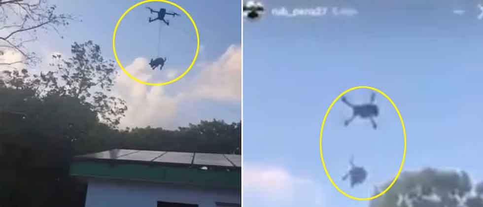 Jóvenes elevan a un chihuahua con un dron a varios metros de altura 