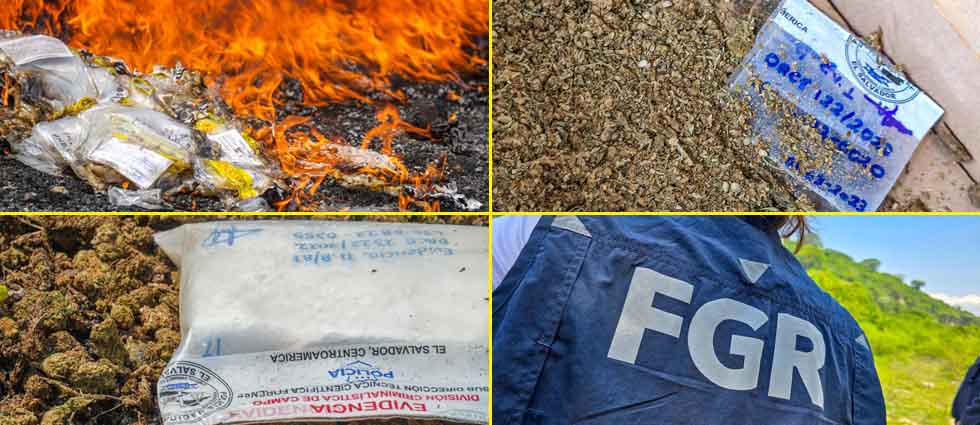 Destruyen más de $48 mil en droga, incluidas 12 plantas de marihuana