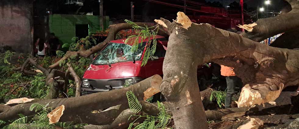 Conductora resulta lesionada luego que enorme árbol cayó sobre su vehículo en Soyapango