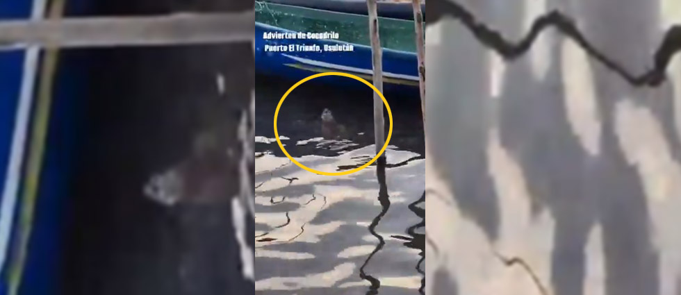 Solicitan ayuda tras avistamiento de cocodrilo en muelle de Puerto El Triunfo