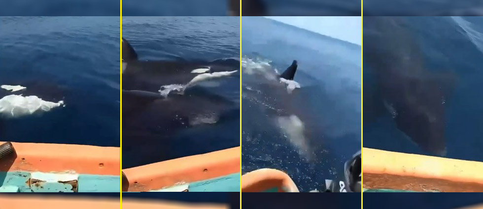 Turistas se llevan una experiencia única e inesperada al ‘interactuar’ con orcas en Los Cóbanos