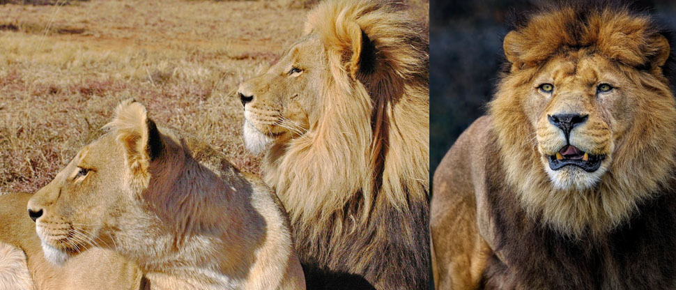 León mata a un hombre en un alojamiento de safari en Namibia