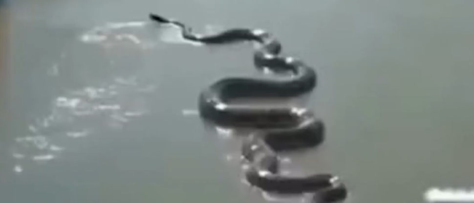 Captan una anaconda gigante en el río Amazonas