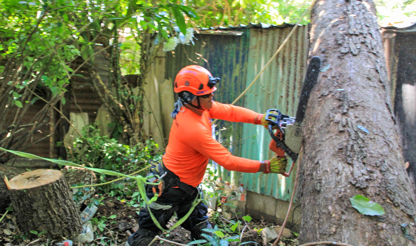 Personal de Protección Civil remueve árbol de gran tamaño que cayó sobre una vivienda en Mejicanos