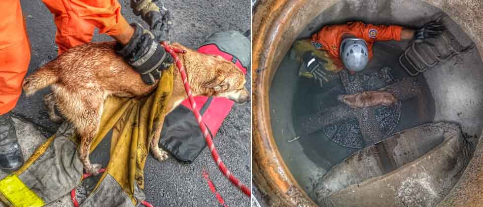 «Héroes sin capa»: Bomberos rescatan a perrito que se fue a un tragante en Soyapango