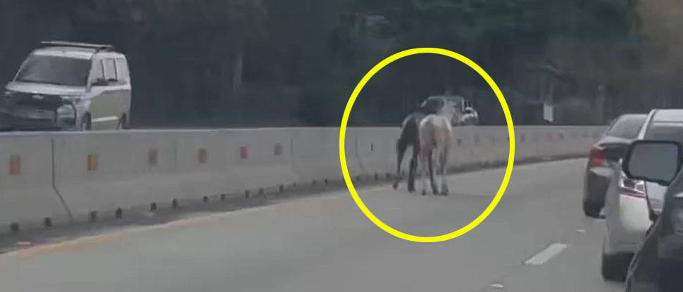 Caballos en medio de la carretera ponen en peligro la vida de conductores