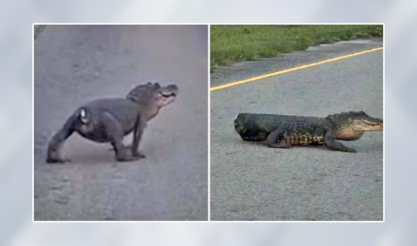 EE.UU.: Caimán sin cola aparece en una carretera de Luisiana y sorprende a los automovilistas