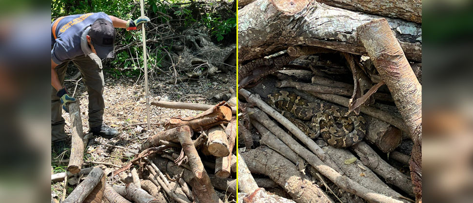 Se llevó tremendo susto al encontrar una culebra venenosa en medio del tercio de leña