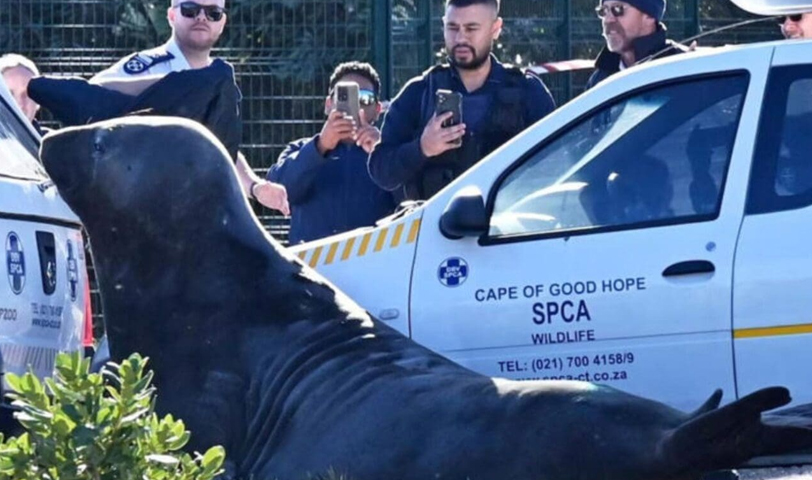 Elefante marino se pasea por las calles de Cabo, Sudáfrica y sorprende a residentes