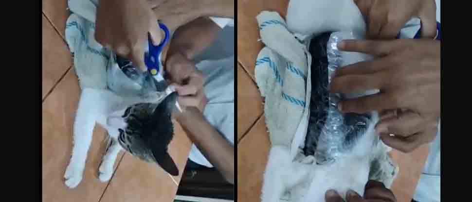 COSTA RICA: interceptan al «narcomichi» ingresando droga a una cárcel