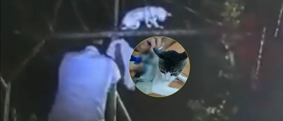 Costa Rica: intentan meter droga a una cárcel usando un “gato narco” entrenado