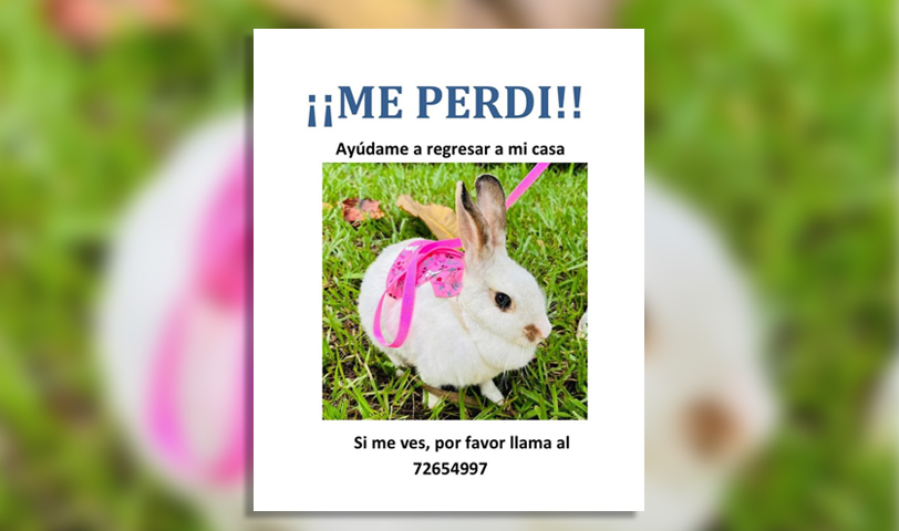 Piden ayuda para encontrar a la conejita Copita, se extravió en San Salvador