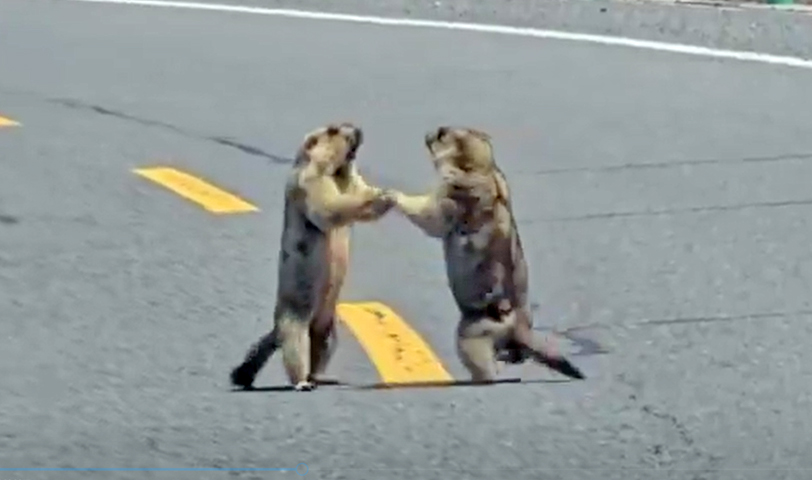 Pelea entre dos marmotas obliga a para el tráfico en una concurrida autopista