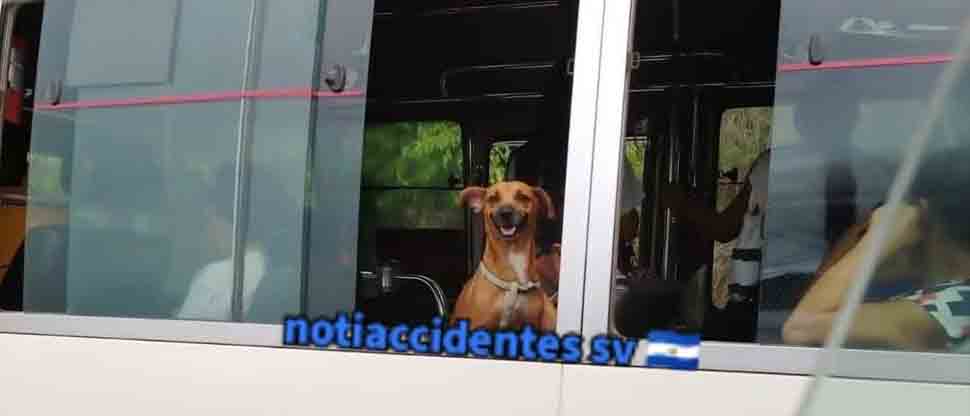 Viralizan a perrito viajando en una coaster de la ruta 109 este martes