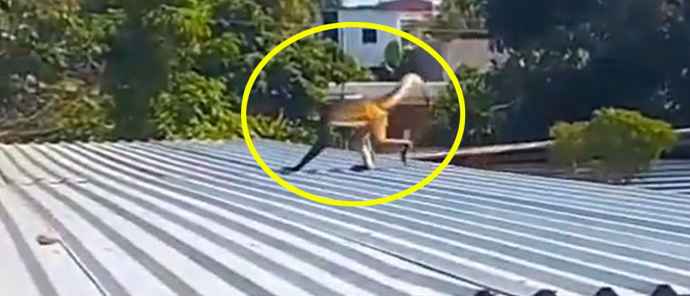 Captan a un primate en los techos de las viviendas de Berlín, Usulután