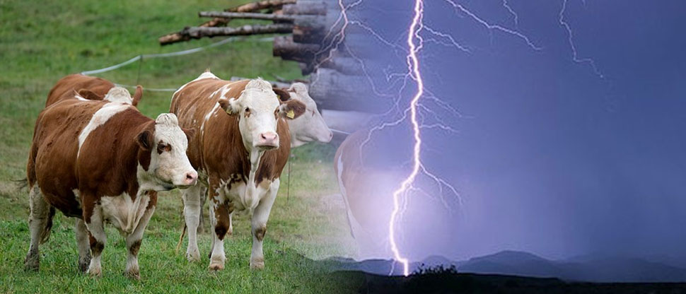 Mueren 27 vacas al ser alcanzadas por un rayo en Pontevedra, España