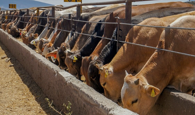 EE. UU. suspende la importación de ganado desde México tras brote del gusano barrenador