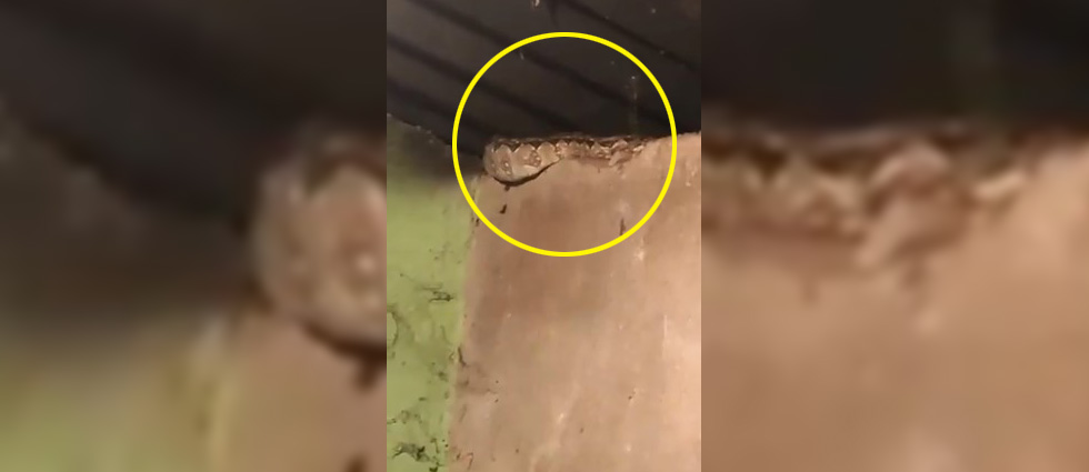 La Libertad: familia se lleva un susto al encontrar serpiente de gran tamaño en su vivienda