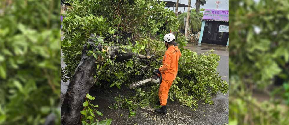 Bomberos remueven árbol que cayó en colonia de La Paz debido a las lluvias