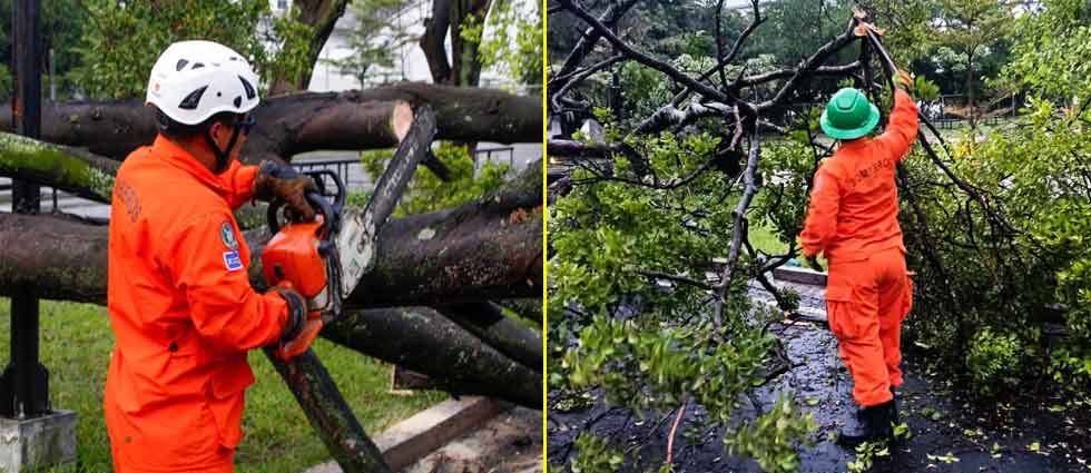Remueven árbol caído frente al Gimnasio Adolfo Pineda