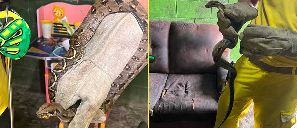 Desalojan serpiente de una vivienda en Nejapa