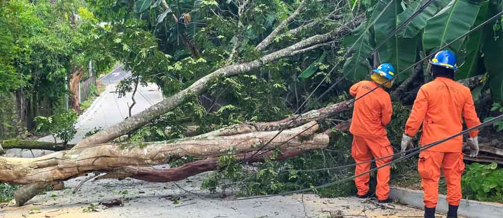Remueven árbol tras caer sobre la calle principal del distrito de San Isidro Labrador