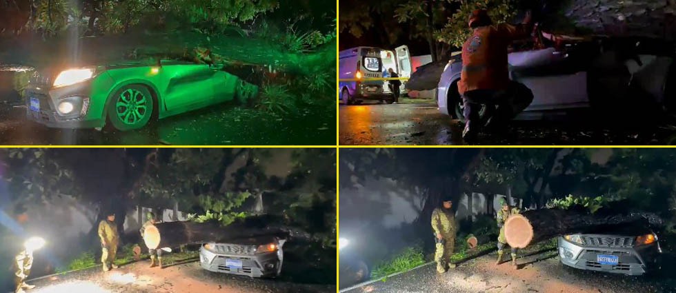 Un lesionado tras caída de enorme árbol sobre un vehículo en la Manuel Enrique Araujo