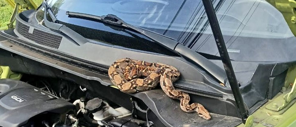 Dueño de un Kia Soul se lleva tremendo susto tras encontrar a una culebra en su interior