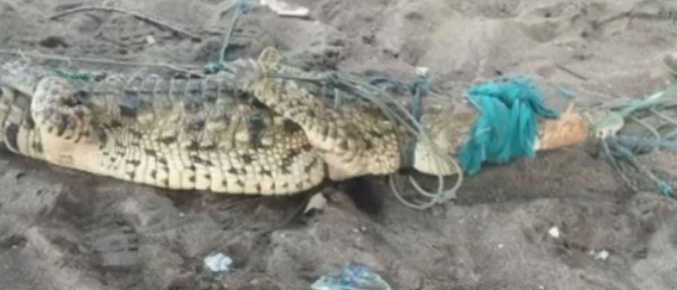 Advierten sobre invasión de cocodrilos en el sur de Honduras fronterizo con El Salvador