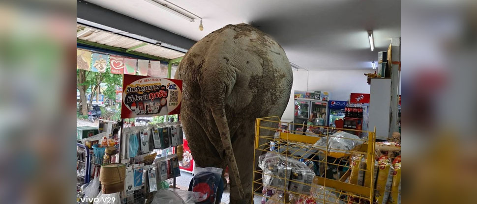 Come y se retira sin pagar: elefante se mete en minisuper para alimentarse