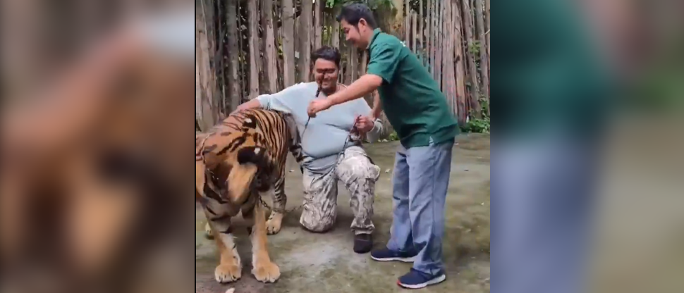 Joven es atacado por un tigre por tomarse una selfie